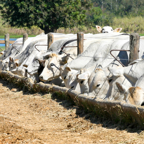 brazil court ban cattle export animal welfare
