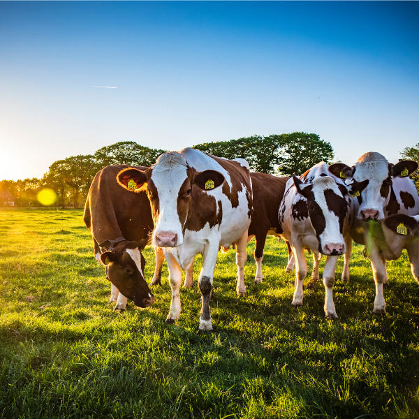 Dairy Industry Insights