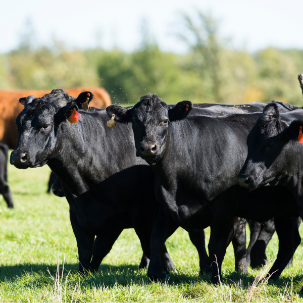 chima, import bans, beef processing