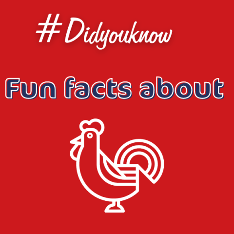 fun facts about chicken meat advantages positive perception damaco group kipco damaco