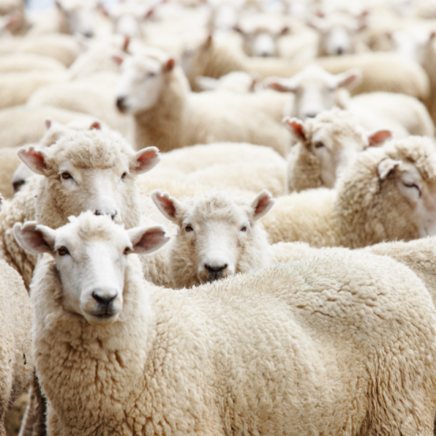 sheep australia newsletter damaco group