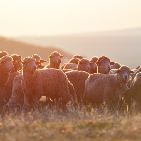 sheep farmers income damaco group