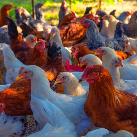 brazil poultry lobby export ban bird flu