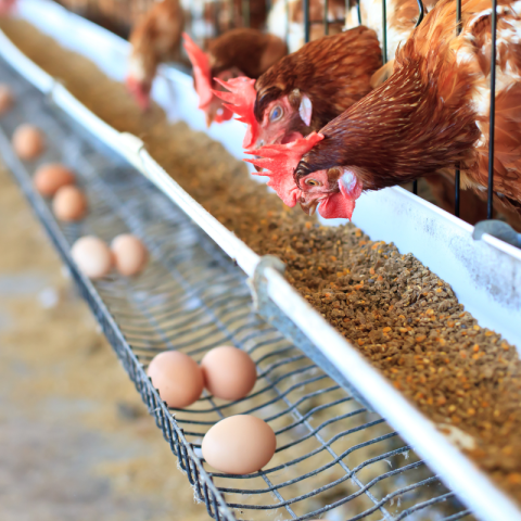 trade deal UK battery cage eggs damaco group newsletter july 2023