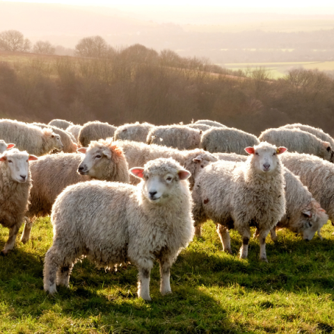 Trading price lamb