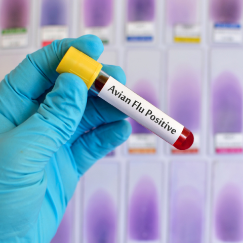 Avian Flu