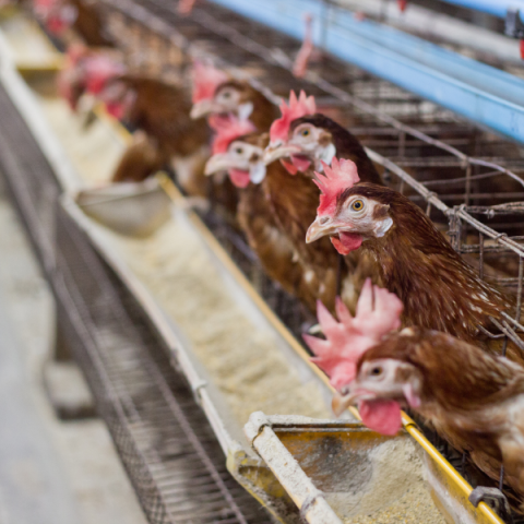 Brazil renews poultry export highs in 2023