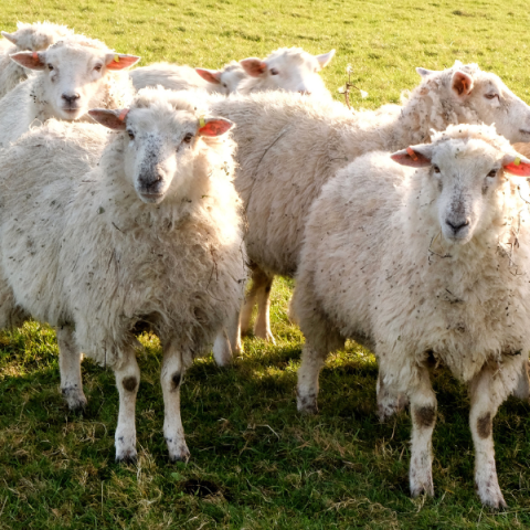 Australia - Record year for lamb and mutton exports