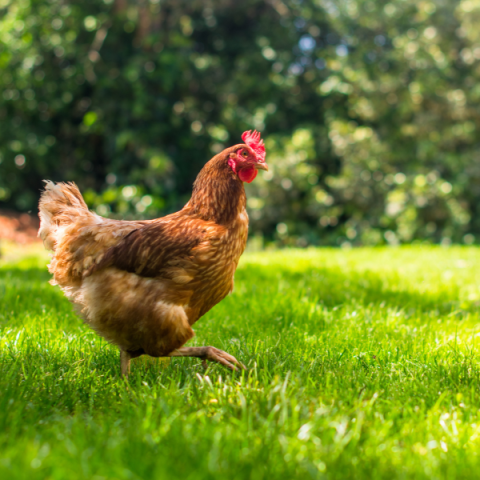 Chicken Meat production forecast