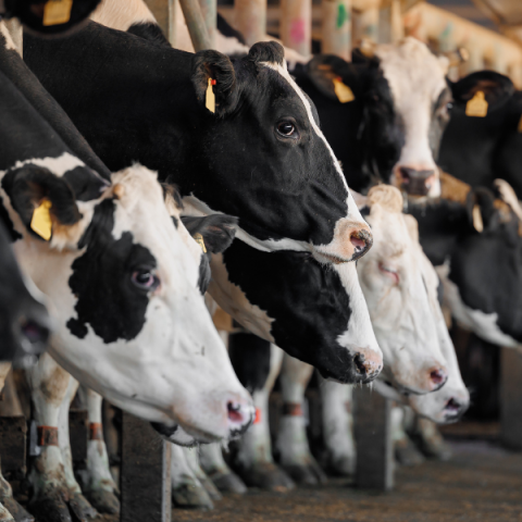 US dairy cattle hers avian influenza