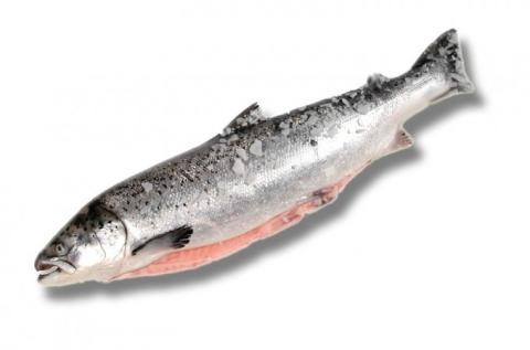 Frozen Salmon Atlantic or Pacific Whole, Fillets, Portions or Blocks A Grade Various Brands