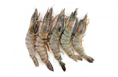 Frozen Shrimp Regular, Black Tiger or Vannamei With or Without Heads With or Without Shells With or Without Intestines A Grade Various Brands